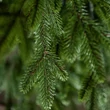 Kép 2/6 - DekorTrend 3D Műfenyő EVERGREEN 210 cm (KFB 501)