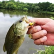 Kép 2/2 - SPINNERBAIT TIEMCO NECROMANCER 6.5gr 45mm 03 Holo Silver Black